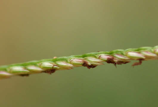 Image of Bermudagrass