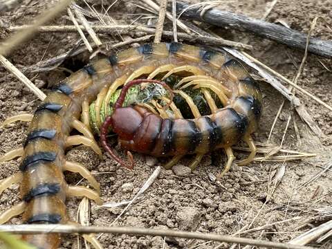 Image of Common Desert Centipede