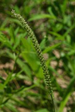 Image of bur grass