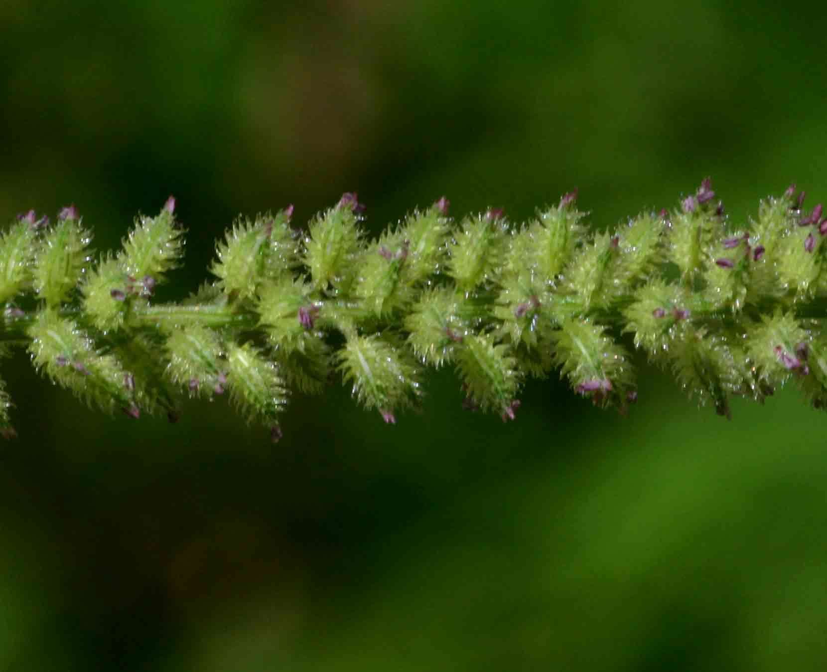 Image of bur grass