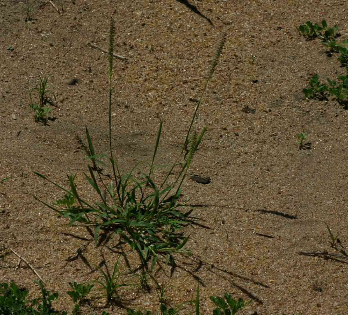 Image of bur grass