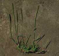 Image of bur grass