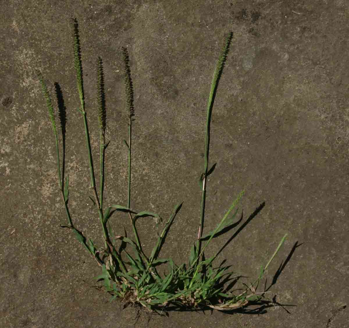 Image of bur grass