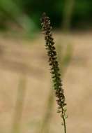 Image of bur grass