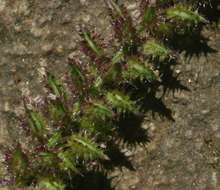 Image of bur grass