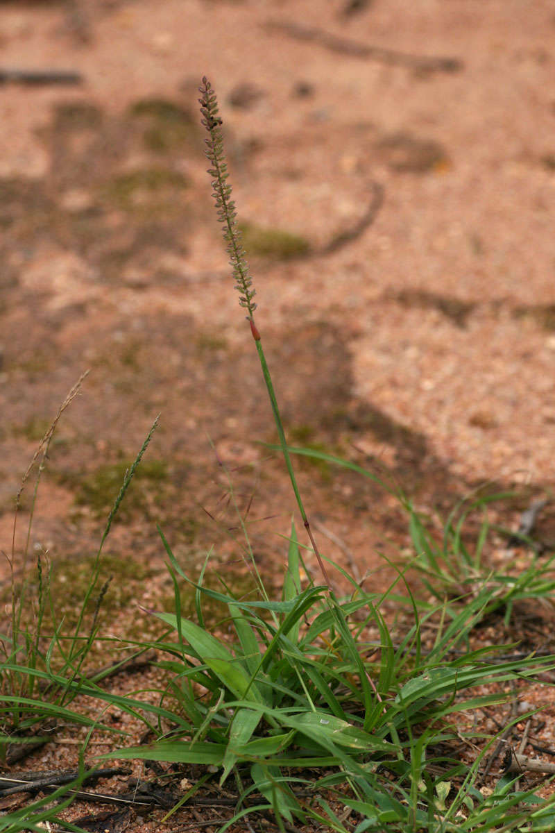 Image of bur grass