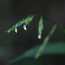 صورة Poecilostachys oplismenoides (Hack.) Clayton