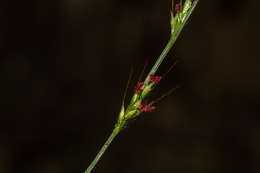 Image of basketgrass