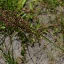 Image of Plum panicum