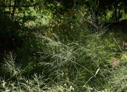 Image of panicgrass