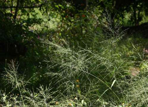 Image of panicgrass