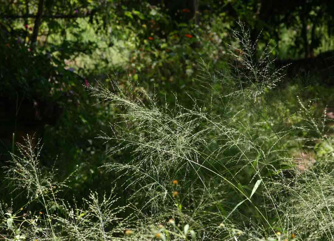 Imagem de Panicum