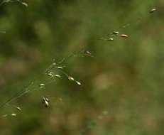 Image of panicgrass