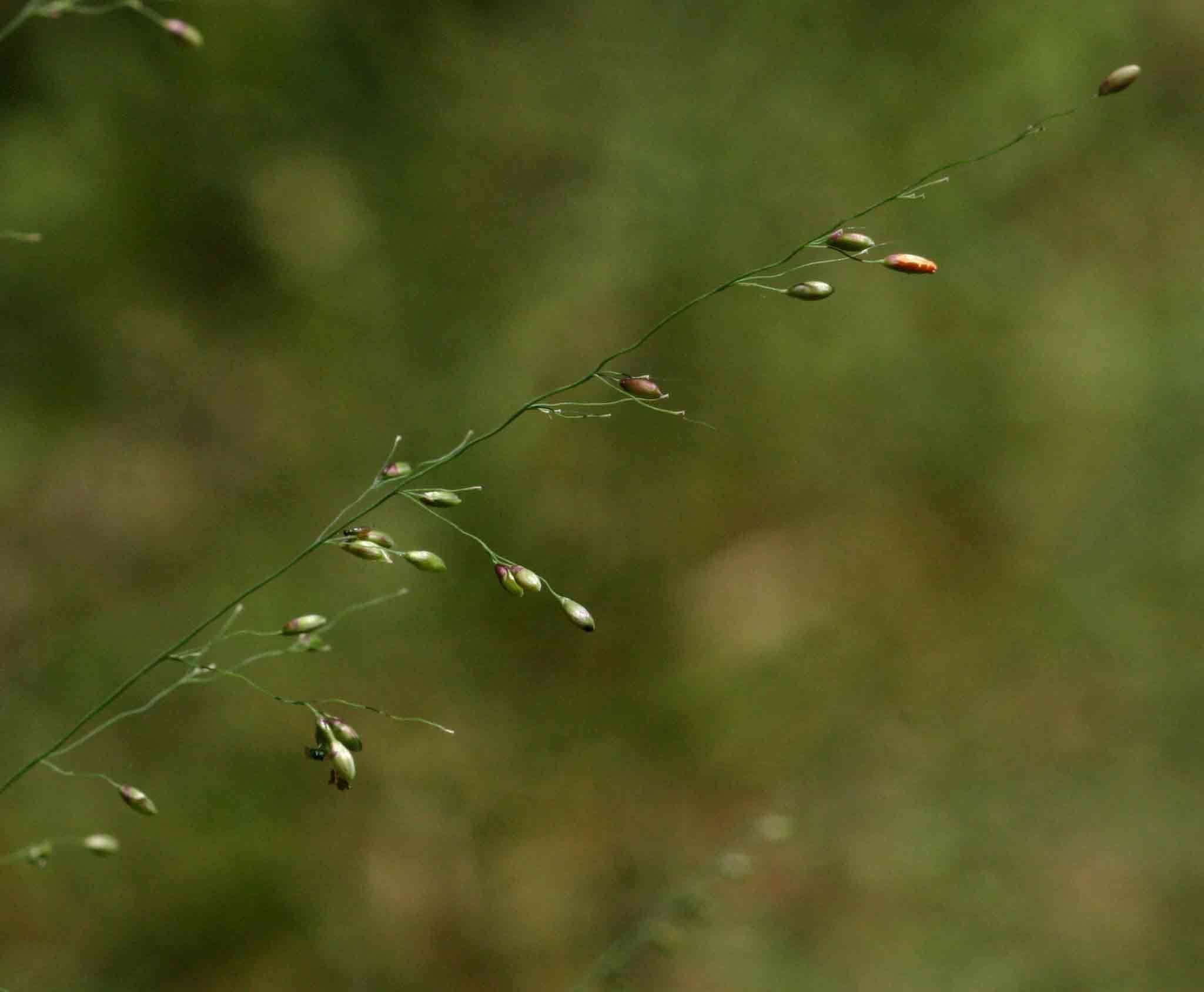 Image of panicgrass