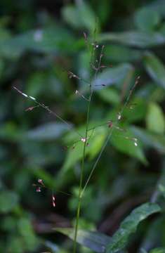 Image de Panicum monticola Hook. fil.