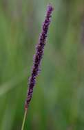 Image of cupscale grass