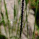 Image of Purple swamp grass