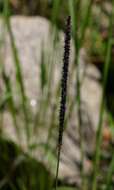 Image of cupscale grass