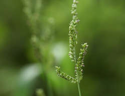 Plancia ëd Echinochloa