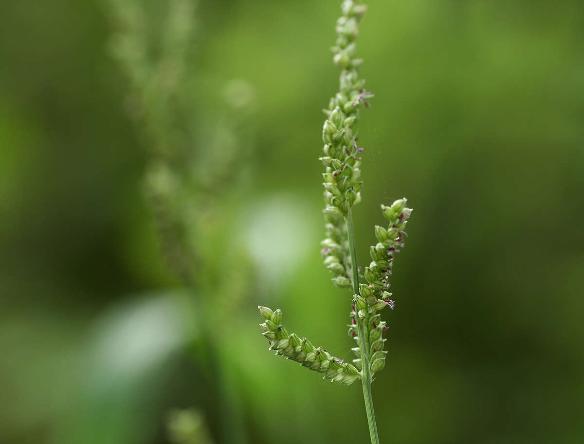 Echinochloa resmi