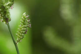 Plancia ëd Echinochloa