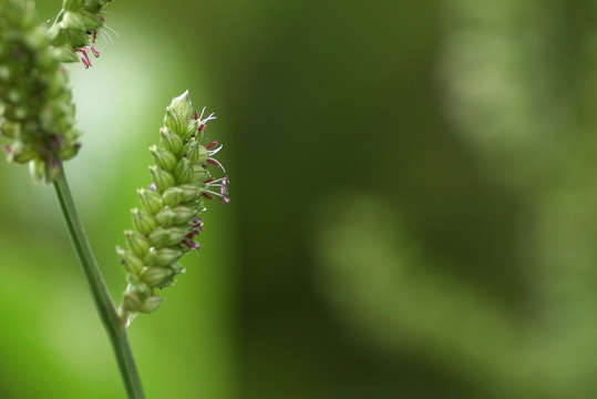 Plancia ëd Echinochloa