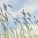 Image of Antelope Grass