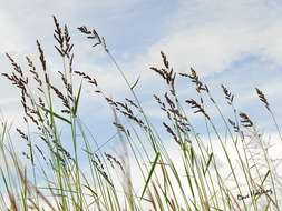 Image of cockspur grass