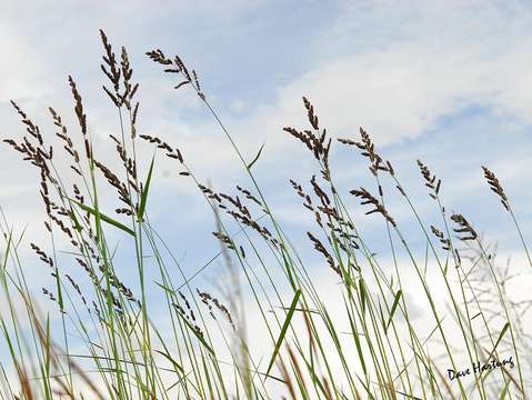 Plancia ëd Echinochloa