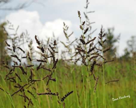 Echinochloa resmi