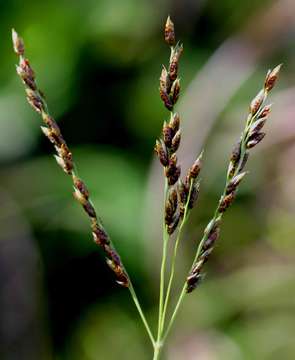 Imagem de Alloteropsis semialata (R. Br.) Hitchc.