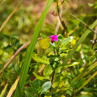 Image de Catharanthus