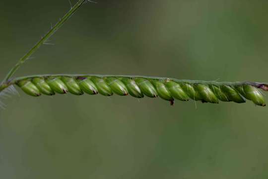 Image of signalgrass