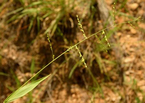 Plancia ëd Brachiaria