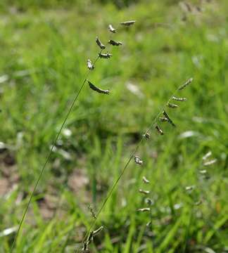 Plancia ëd Brachiaria nigropedata (Munro ex Ficalho & Hiern) Stapf