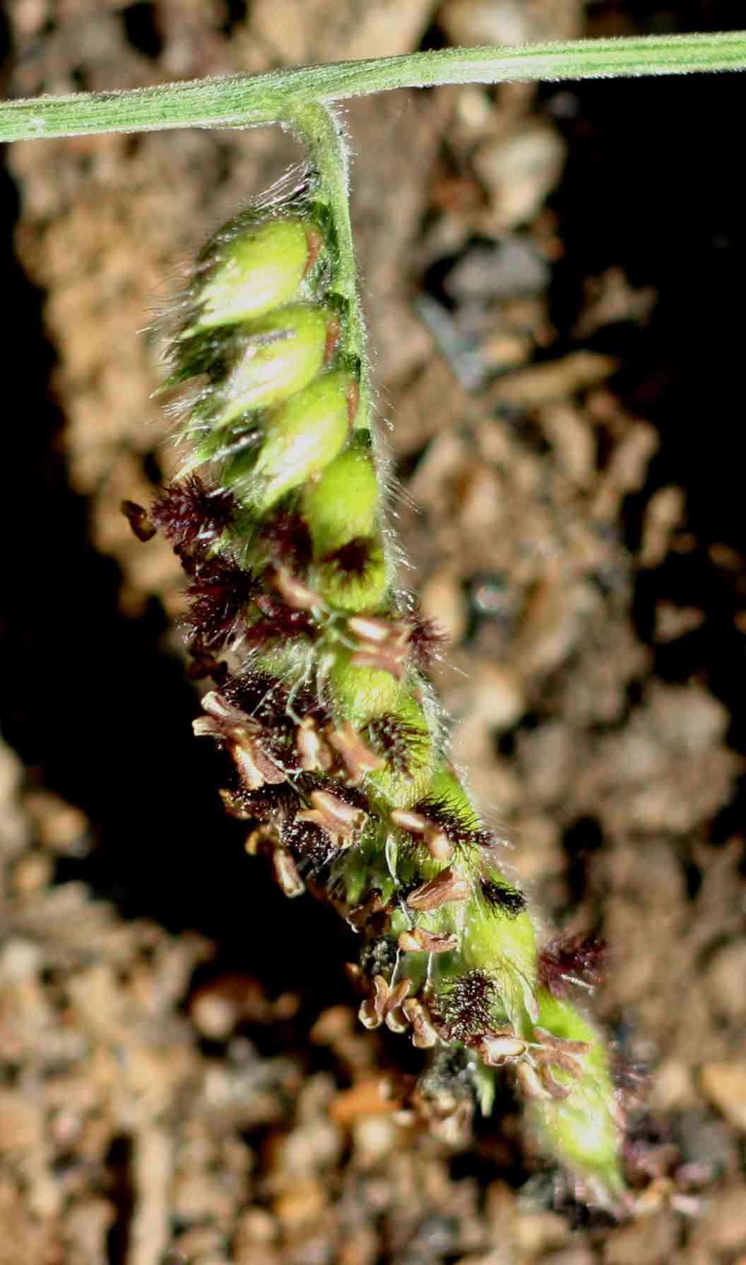 Plancia ëd Brachiaria nigropedata (Munro ex Ficalho & Hiern) Stapf