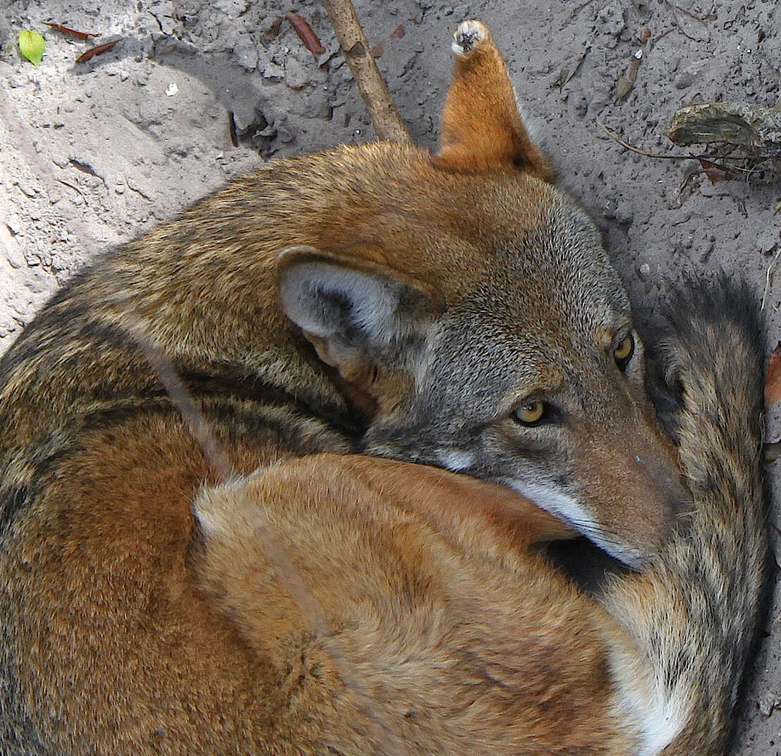 Image of Red wolf