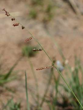 Plancia ëd Brachiaria serrata (Thunb.) Stapf