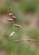 Image of Velvet signal grass