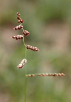 Plancia ëd Brachiaria serrata (Thunb.) Stapf