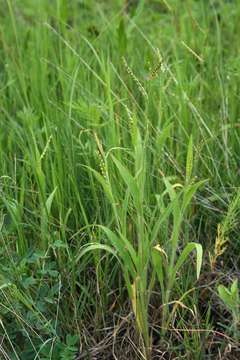 Plancia ëd Brachiaria xantholeuca (Hack.) Stapf