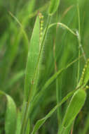 Image of Brachiaria xantholeuca (Hack.) Stapf