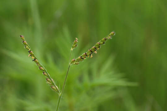 Plancia ëd Brachiaria xantholeuca (Hack.) Stapf