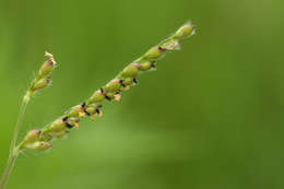 Image of Brachiaria xantholeuca (Hack.) Stapf