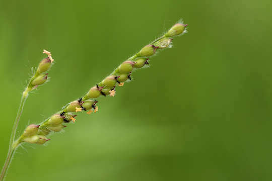 Plancia ëd Brachiaria xantholeuca (Hack.) Stapf