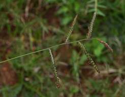 Urochloa resmi