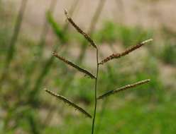 Urochloa resmi