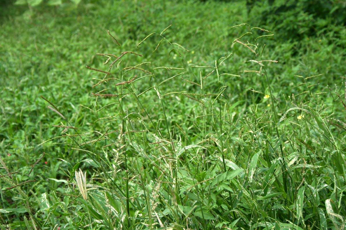 Image of signalgrass