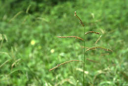 Image of signalgrass