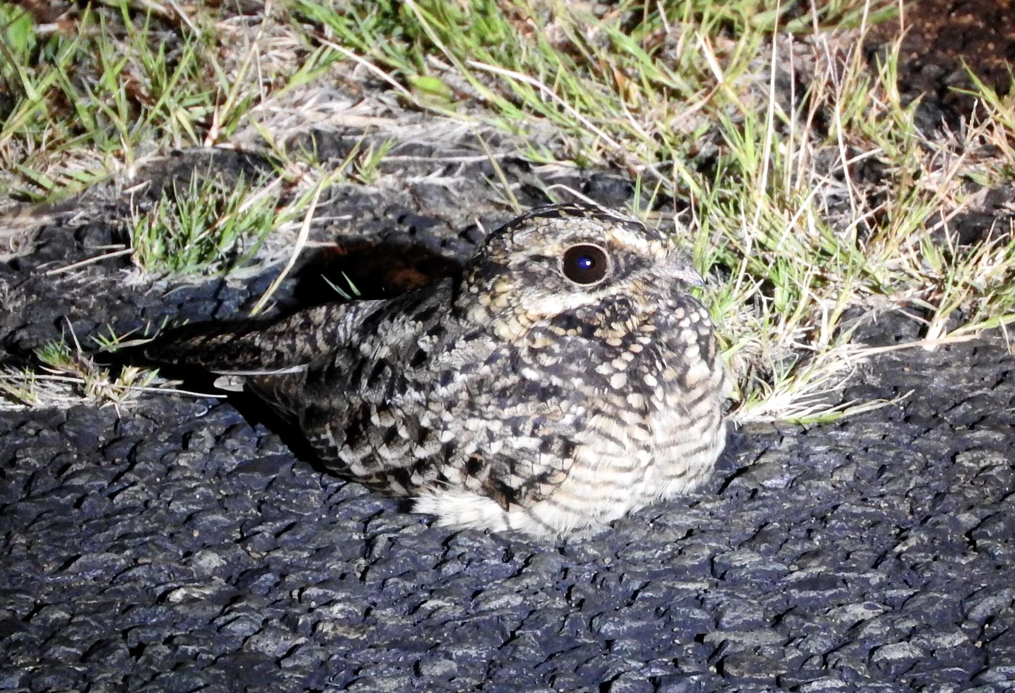 Image of Natal Nightjar